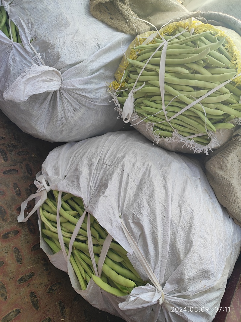 精品四季豆大量有货，前期四季豆质量可走市场和电商