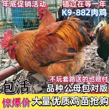 肉鸡苗