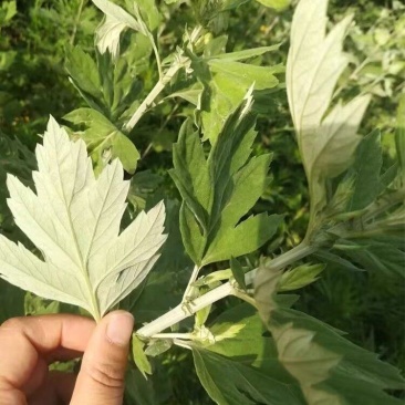 贵阳周边现割艾草菖蒲批发