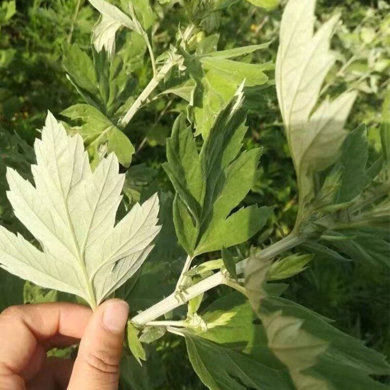 贵阳周边现割艾草菖蒲批发