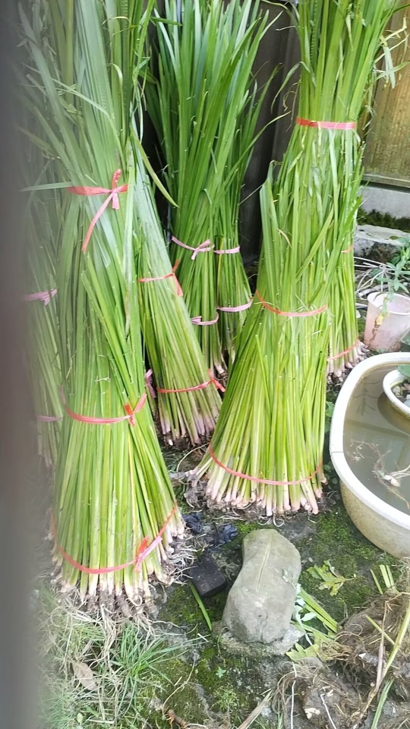 贵阳周边现割艾草菖蒲批发