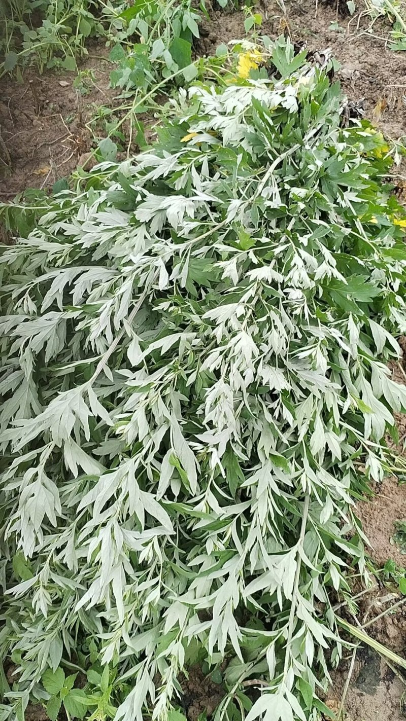 贵阳周边现割艾草菖蒲批发