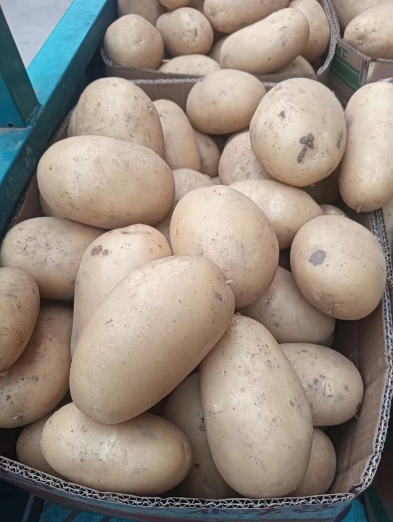 沃土v7黄皮黄心个头大均匀皮毛靓无青头