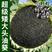 677矮大头油葵向日葵种子食用葵种，花盘大出油高，榨油多