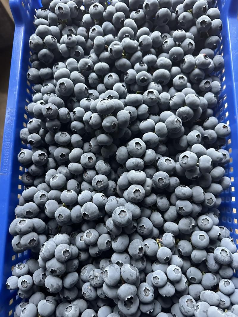 青岛莱克西、公爵蓝莓串果大量上市/保质保量
