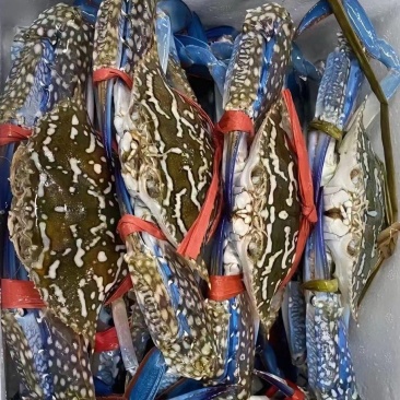 兰花蟹冰鲜，活冻价格便宜船上直供，