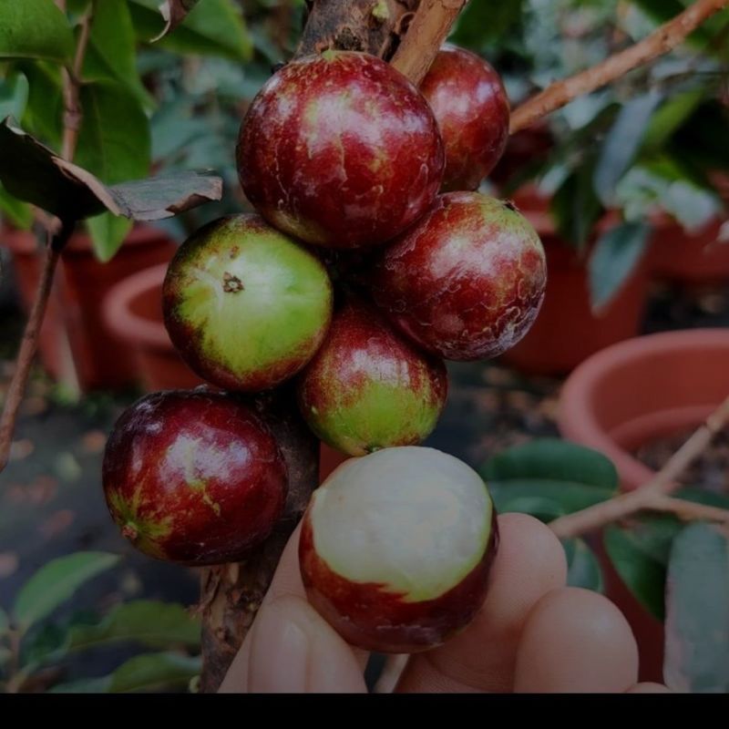 嘉宝果树苗四季艾斯卡嘉宝果阳台庭院盆栽地栽南北方种植带花