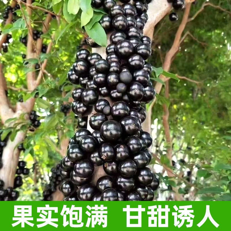 嘉宝果树苗四季艾斯卡嘉宝果阳台庭院盆栽地栽南北方种植带花