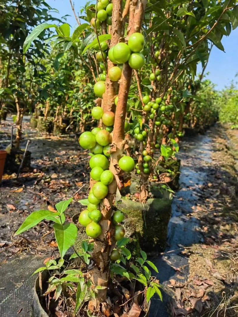 嘉宝果树苗四季艾斯卡嘉宝果阳台庭院盆栽地栽南北方种植带花