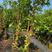嘉宝果树苗四季艾斯卡嘉宝果阳台庭院盆栽地栽南北方种植带花
