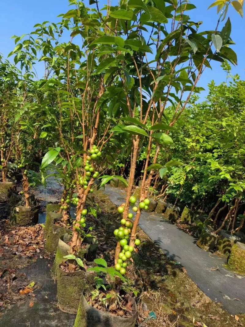 嘉宝果树苗四季艾斯卡嘉宝果阳台庭院盆栽地栽南北方种植带花