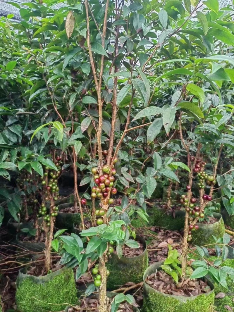 嘉宝果树苗四季艾斯卡嘉宝果阳台庭院盆栽地栽南北方种植带花