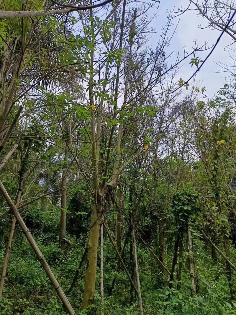 菩提榕，菩提树