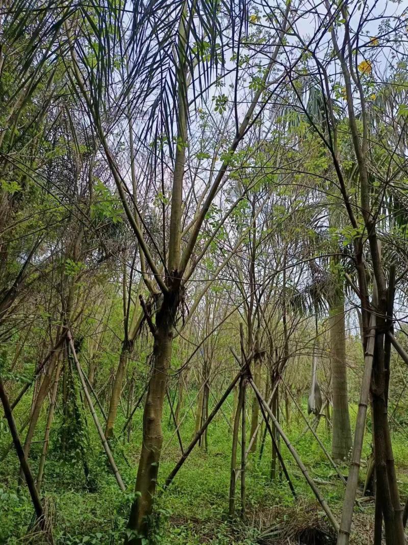菩提榕，菩提树