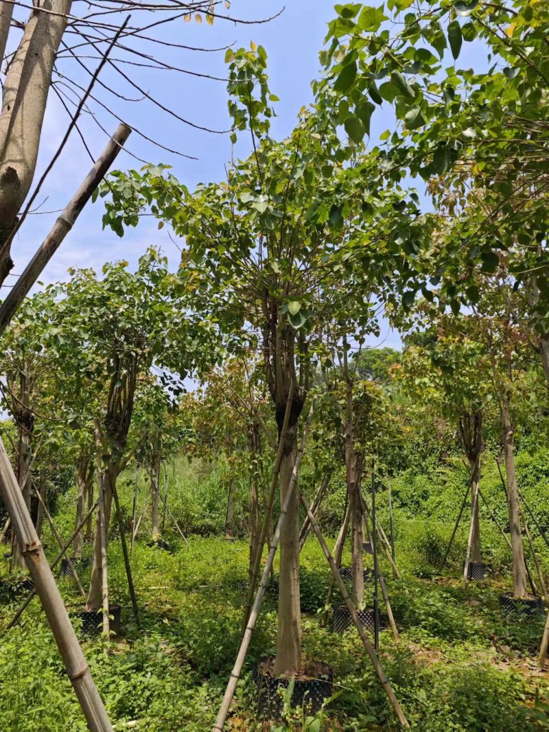 菩提榕，菩提树