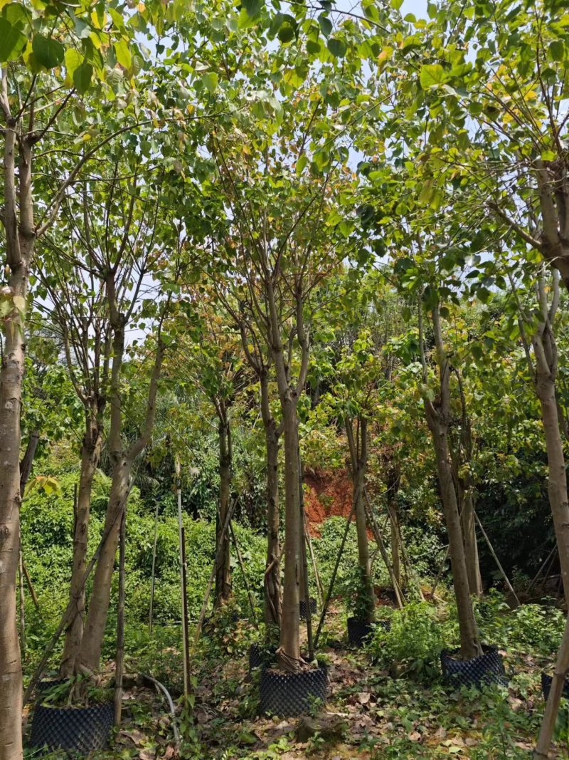 菩提榕，菩提树