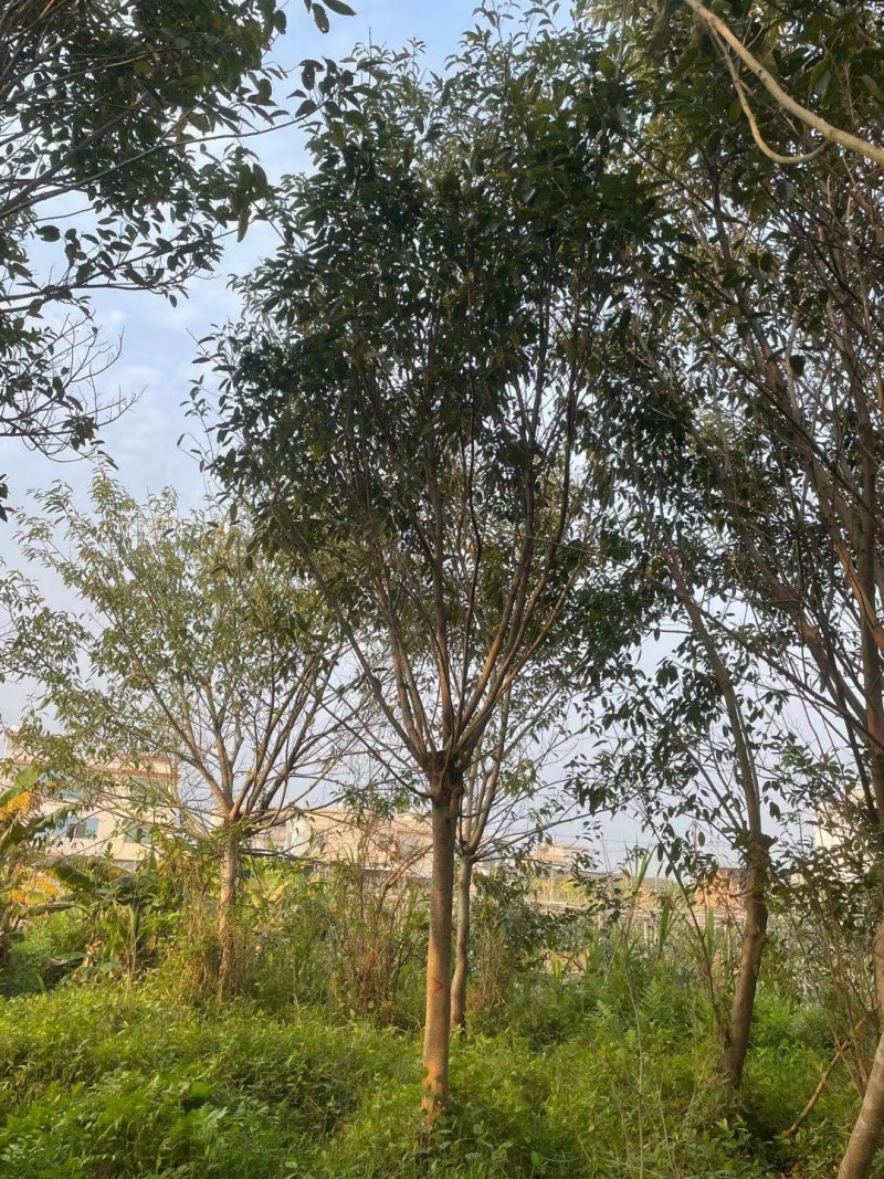 菩提榕，菩提树