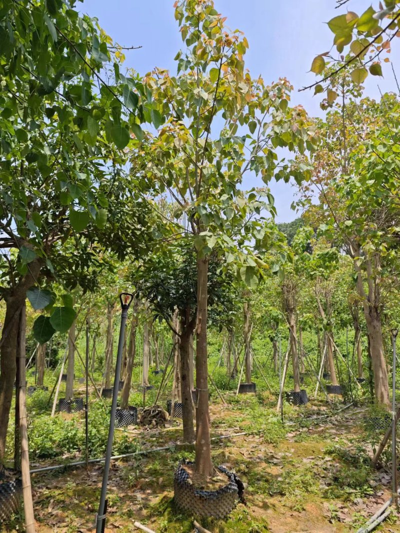 菩提榕，菩提树