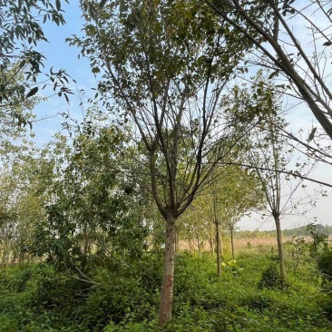 菩提榕，菩提树