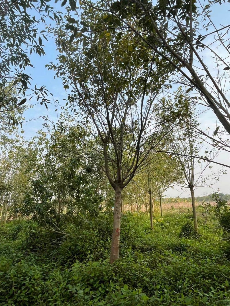 菩提榕，菩提树