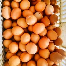 土鸡蛋，绿壳蛋，厂家直销各类蛋。需要鸡蛋的老板们看一看