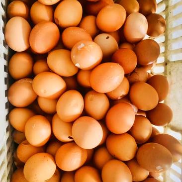 土鸡蛋，粉壳蛋各类精品蛋，货源充足，价格美丽，欢迎咨询。