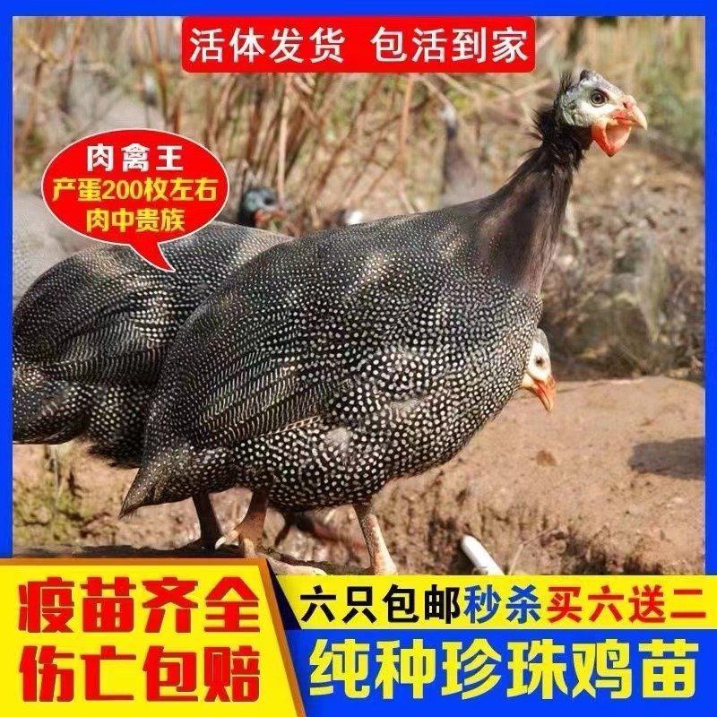 珍珠鸡苗