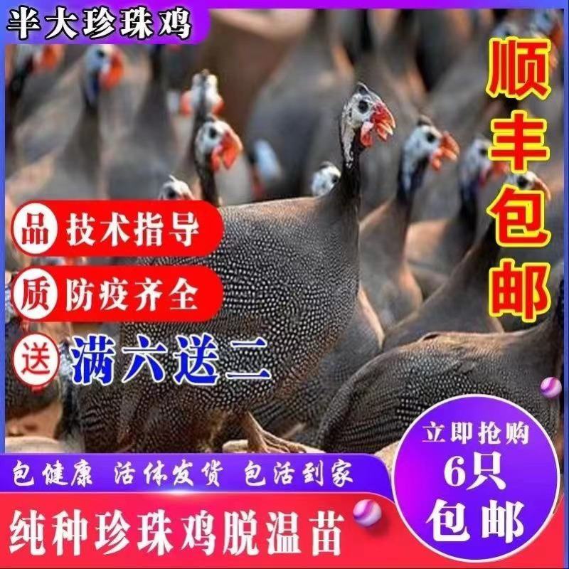 珍珠鸡苗
