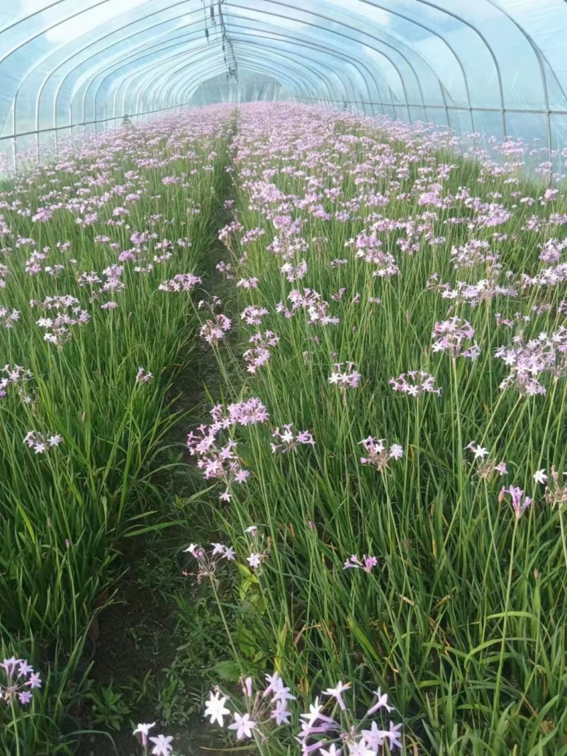 紫娇花，基地直销，常年销售各种绿化苗木。