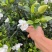 预售栀子花苗