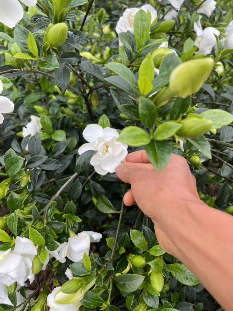 预售栀子花苗