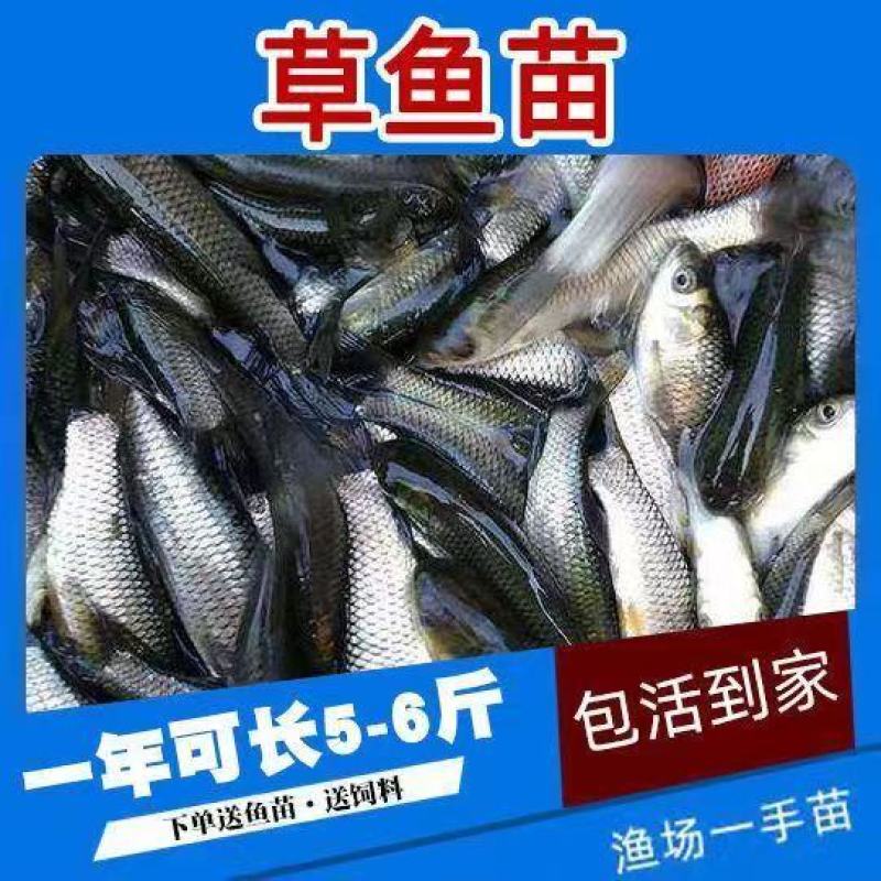 鲫鱼苗