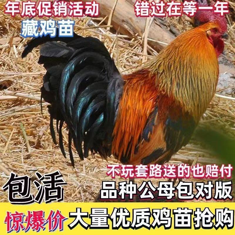 藏鸡苗