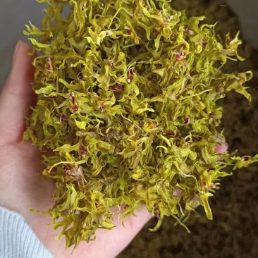 石斛花，基地直发，一手货源，质量保证，全国发货，大量供应