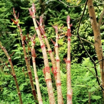虎杖（野生鲜货）