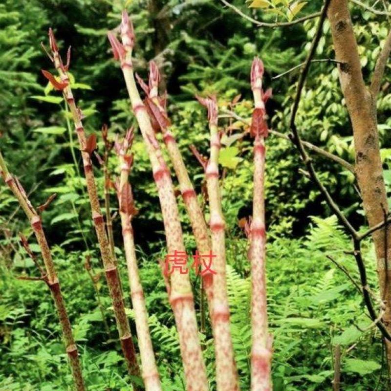 虎杖（野生鲜货）