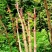 虎杖（野生鲜货）