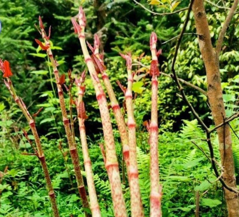 虎杖（野生鲜货）