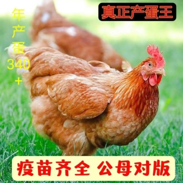 海兰褐蛋鸡