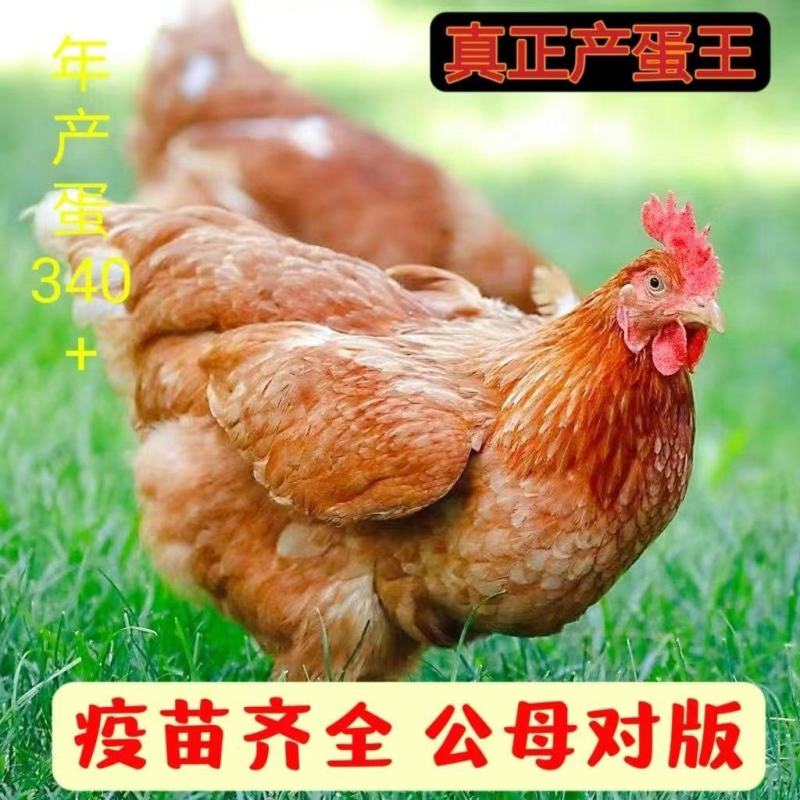 海兰褐蛋鸡