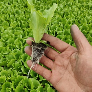 精品意大利生菜苗