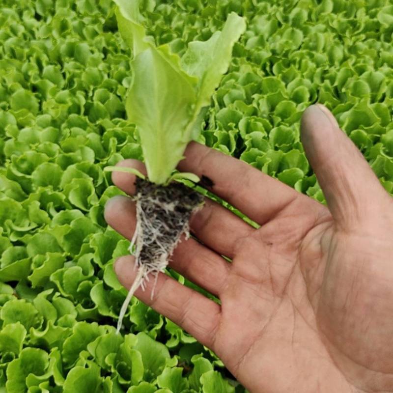 精品意大利生菜苗