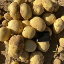 江苏精品黄心土豆，产地发货，一手货源，可视频看货