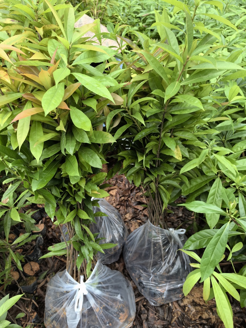30公分高到90公分高木荷杯苗荷木袋苗一斤到三斤杯