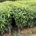 30公分高到90公分高木荷杯苗荷木袋苗一斤到三斤杯