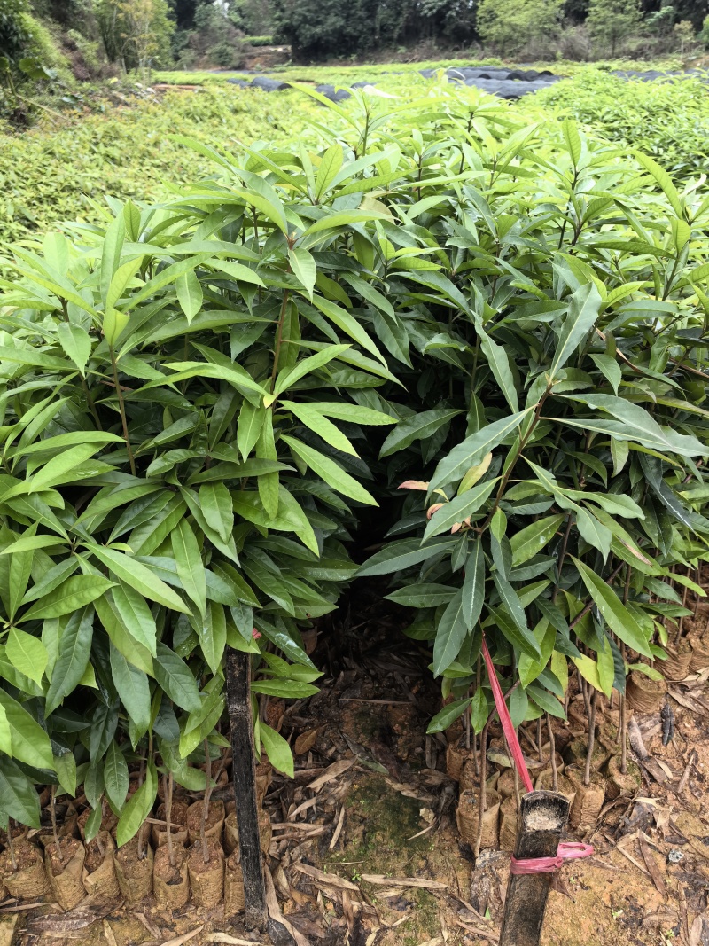 30公分高到90公分高木荷杯苗荷木袋苗一斤到三斤杯