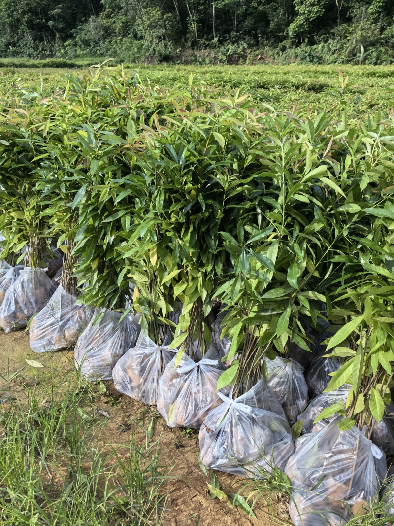 30公分高到90公分高木荷杯苗荷木袋苗一斤到三斤杯