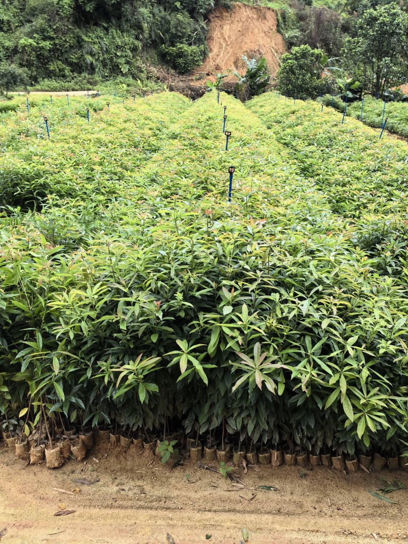 30公分高到90公分高木荷杯苗荷木袋苗一斤到三斤杯