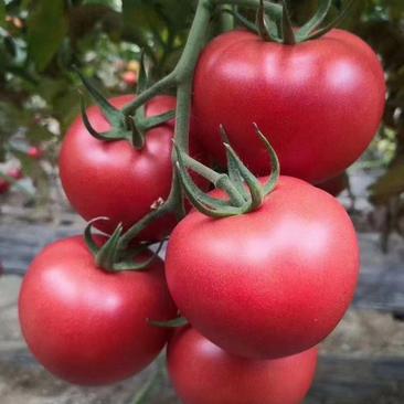 优质大粉西红柿苗，抗死棵，精品大果