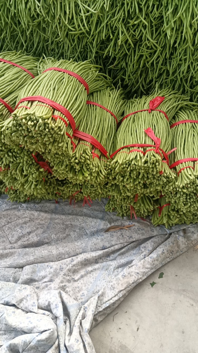 豆角豇豆，长豆角，长豇豆，产地直发全国欢迎电话联系